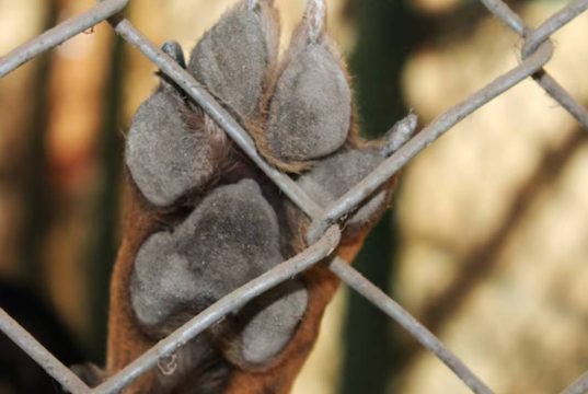 Indignación en Girardot por ataque a perros Indignación en Girardot por ataque a perros