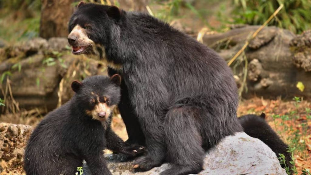 Osos andinos sorprenden turistas en Chingaza, Cundinamarca