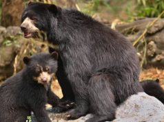 Osos andinos sorprenden turistas en Chingaza, Cundinamarca Osos andinos sorprenden turistas en Chingaza, Cundinamarca