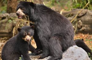 Osos andinos sorprenden turistas en Chingaza, Cundinamarca Osos andinos sorprenden turistas en Chingaza, Cundinamarca
