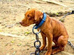 ¿Sabe como denunciar un caso de maltrato animal?