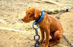 ¿Sabe como denunciar un caso de maltrato animal?