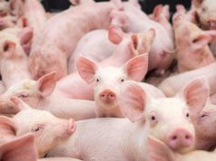 Por malas prácticas fue suspendida granja porcícola
