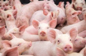 Por malas prácticas fue suspendida granja porcícola