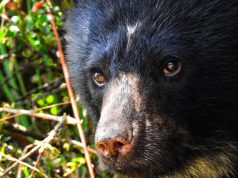 En Cundinamarca estrategia busca proteger el oso andino