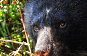 En Cundinamarca estrategia busca proteger el oso andino