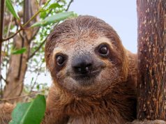 En Cundinamarca con éxito fue rescatado y liberado un perezoso