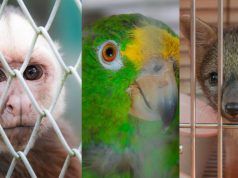 Más de 1.000 animales fueron víctimas de tráfico ilegal