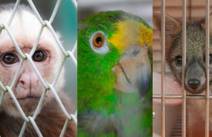 Más de 1.000 animales fueron víctimas de tráfico ilegal