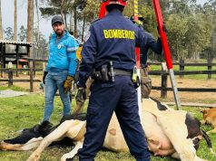 Rescatan a vaca accidentada en Mosquera, Cundinamarca