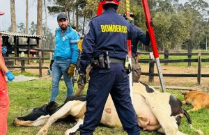 Rescatan a vaca accidentada en Mosquera, Cundinamarca