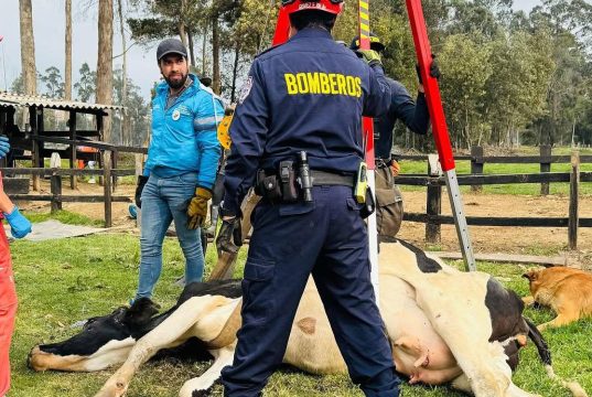 Rescatan a vaca accidentada en Mosquera, Cundinamarca
