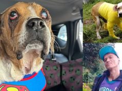 Grave caso de maltrato animal: culpable sigue libre