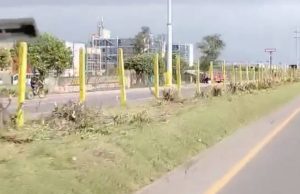 Denuncian destrucción de árboles en la Calle 80