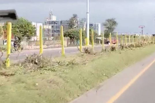 Denuncian destrucción de árboles en la Calle 80