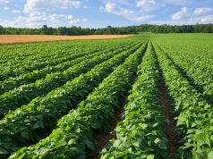 CAR suspende cultivos de papa en Cundinamarca por afectar fuentes de agua