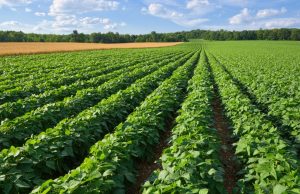 CAR suspende cultivos de papa en Cundinamarca por afectar fuentes de agua