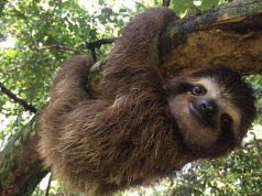 La CAR realizó la liberación y recuperación de dos perezosos