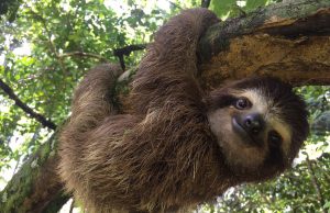 La CAR realizó la liberación y recuperación de dos perezosos