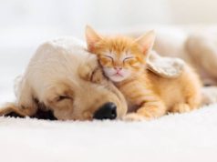 Mosquera realiza jornada de bienestar animal