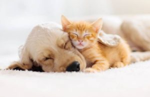 Mosquera realiza jornada de bienestar animal