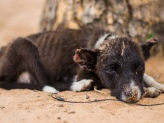 Cundinamarca lanza ruta contra el maltrato animal