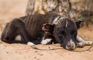 Cundinamarca lanza ruta contra el maltrato animal
