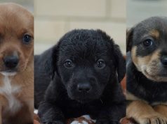 ¡Hazlo parte de tu familia!: cachorros en adopción en Mosquera