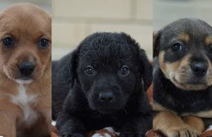 ¡Hazlo parte de tu familia!: cachorros en adopción en Mosquera