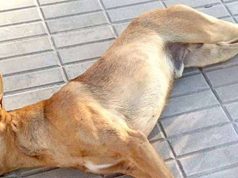 En Madrid intentan envenenar perritos: así reaccionó la comunidad