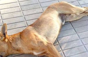 En Madrid intentan envenenar perritos: así reaccionó la comunidad