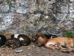 Ataque de perros callejeros en Madrid deja cuatro personas heridas