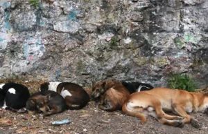 Ataque de perros callejeros en Madrid deja cuatro personas heridas