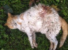 Muerte de una gata genera rechazo en Facatativá