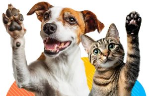 ¡Únete a la defensa de los animales en Mosquera!