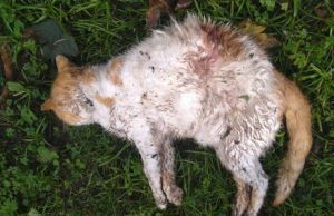 Muerte de una gata genera rechazo en Facatativá