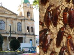 Invasión de cucarachas preocupa a vecinos de Madrid