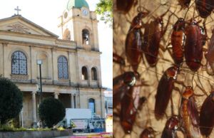 Invasión de cucarachas preocupa a vecinos de Madrid