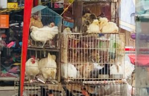 Grave caso de maltrato animal: ni a los presos los tratan así