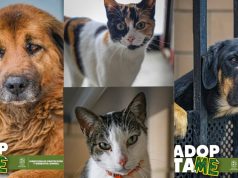 Mosquera impulsa la adopción responsable de animales