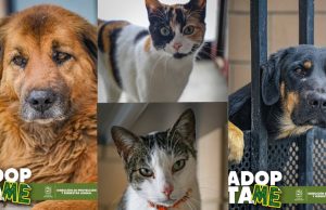 Mosquera impulsa la adopción responsable de animales