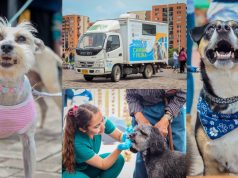 Madrid adelanta jornadas de salud para perros y gatos