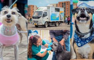 Madrid adelanta jornadas de salud para perros y gatos