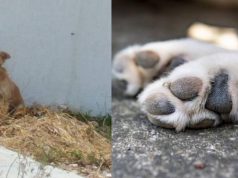 Facatativá: rescatan al perrito Simón en estado de abandono