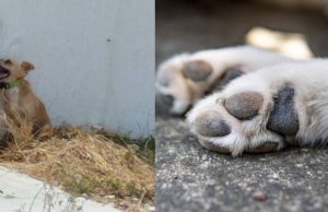 Facatativá: rescatan al perrito Simón en estado de abandono