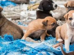 Abandonan a perritos recién nacidos en la vía Bogotá – Mosquera