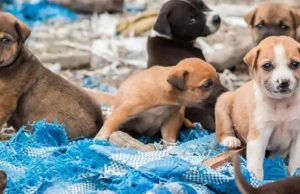 Abandonan a perritos recién nacidos en la vía Bogotá – Mosquera