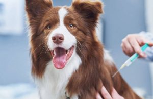 En mayo agéndate con las jornadas de bienestar animal de Mosquera