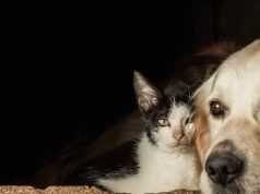 Agéndese con las jornadas de bienestar animal de Mosquera