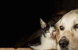 Agéndese con las jornadas de bienestar animal de Mosquera